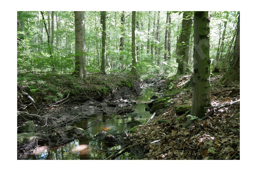 Der Holzbach am unteren Bachlauf