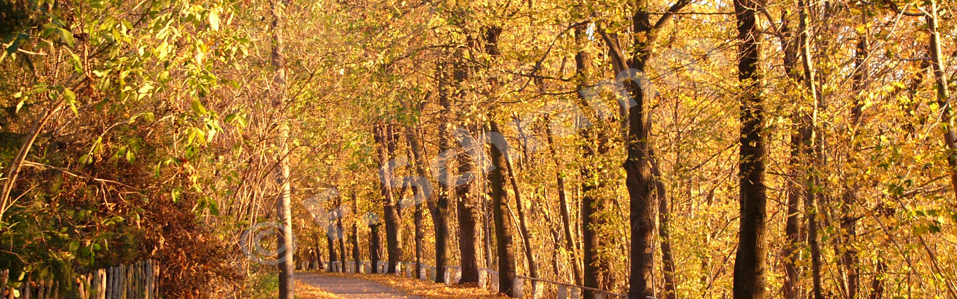 Die Straße "Zum Lehrpfad" im Herbst 2005